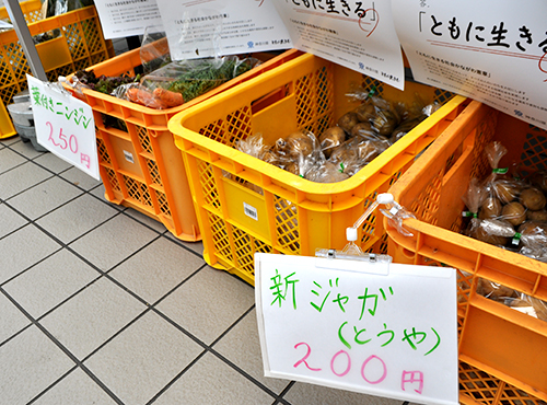 農園で収穫した新鮮野菜